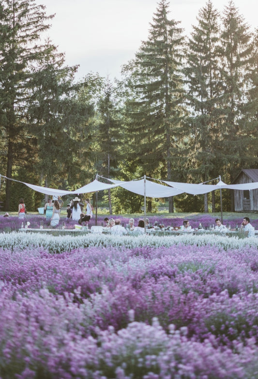 Maison Lavande Picnic calligraphy workshop